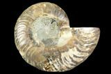 Cut & Polished Ammonite Fossil (Half) - Agate Replaced #146150-1